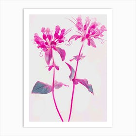 Hot Pink Bee Balm 2 Art Print