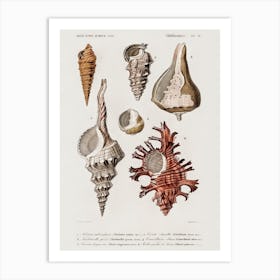 Different Types Of Mollusks, Charles Dessalines D'Orbigny 4 Art Print