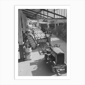 Unloading Bales Of Cotton From Truck Drawn Trailers At Compress, Houston Texas, Cotton Was Transported To The Art Print