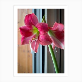 Amaryllis Art Print