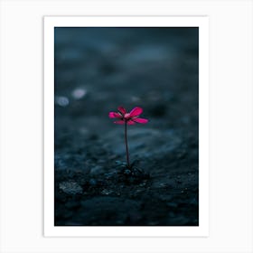 Flower In The Dark 19 Art Print