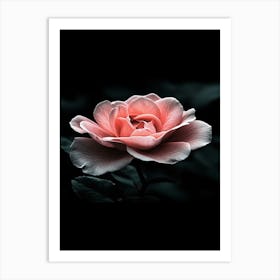 Pink Rose 53 Art Print