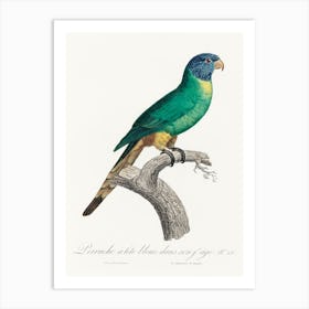 The Blue Crowned Parakeet From Natural History Of Parrots, Francois Levaillant Art Print