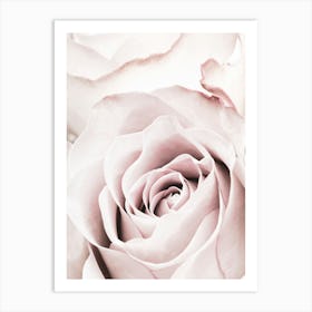 Pink Rose_2066830 Art Print