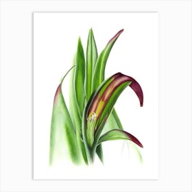 Adder's Tongue Fern Wildflower Watercolour 1 Art Print