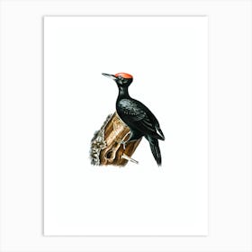 Vintage Black Woodpecker Bird Illustration on Pure White n.0032 Art Print