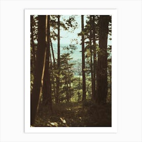 View Of A Forest Art Print