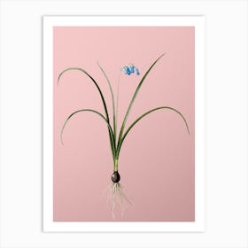 Vintage Brimeura Botanical on Soft Pink n.0182 Art Print