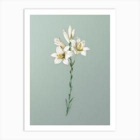 Vintage Madonna Lily Botanical Art on Mint Green n.0914 Art Print