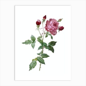 Vintage Provence Rose Botanical Illustration on Pure White 1 Art Print