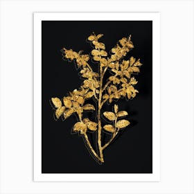 Vintage Bilberry Botanical in Gold on Black n.0222 Art Print