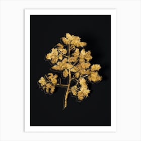 Vintage Kermes Oak Botanical in Gold on Black n.0376 Art Print