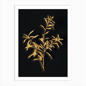 Vintage Bog Rosemary Bush Botanical in Gold on Black n.0142 Art Print
