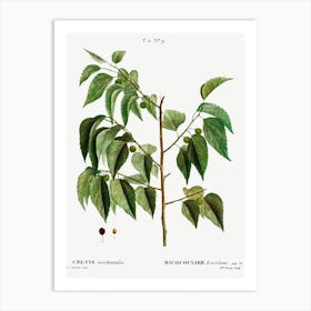 Hackberry, Pierre Joseph Redoute Art Print