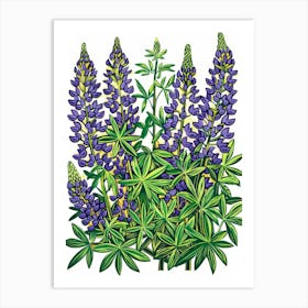 Lupine 4 Art Print