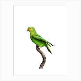 Vintage Red Cheeked Parrot Bird Illustration on Pure White n.0013 Art Print