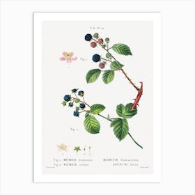  Blackberry, Pierre Joseph Redoute Art Print