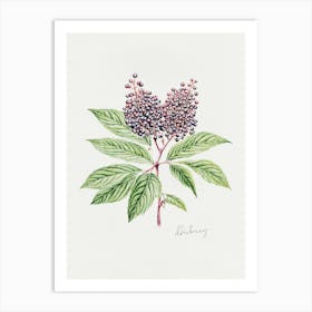 English Hedgerow Elderberry - Textured Botanical Wall Print Set | Floral Collection Art Print Art Print