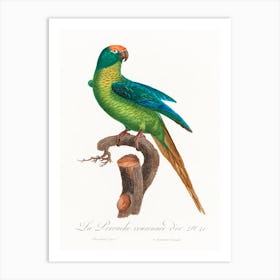 The Peach Fronted Parakeet From Natural History Of Parrots, Francois Levaillant Art Print