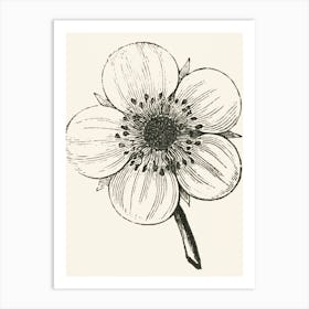 Anemone Flower Art Print