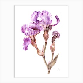 Purple Iris Art Print