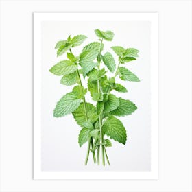 Lemon Balm Vintage Botanical Herbs 2 Art Print