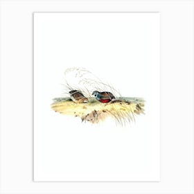 Vintage King Chinese Quail Bird Illustration on Pure White n.0372 Art Print