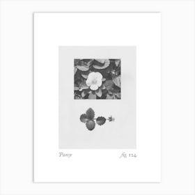 Pansy Botanical Collage 2 Art Print