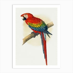 Parrot 8 Art Print