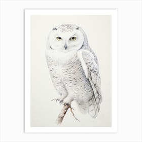 Vintage Bird Drawing Snowy Owl 4 Art Print