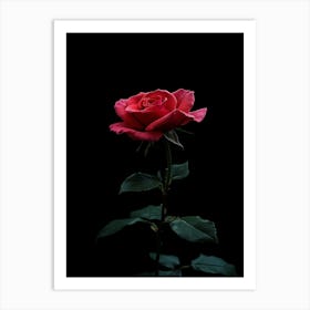 Red Rose On Black Background 50 Art Print