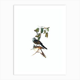 Vintage Barred Shouldered Ground Dove Bird Illustration on Pure White n.0420 Art Print