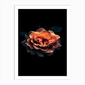 Dark Rose 25 Art Print