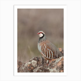 Bobwhite Quail Art Print