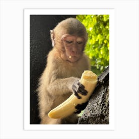 Monkey Eating Banana 1 Art Print