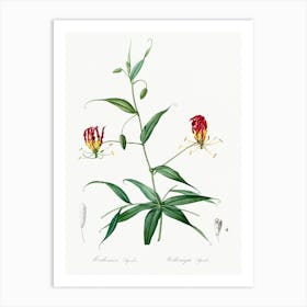 Flame Lily, Pierre Joseph Redoute Art Print