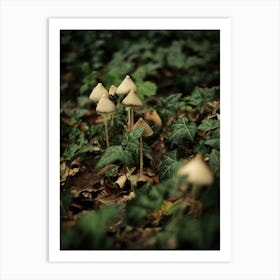 Little White Mushrooms // Nature Photography Art Print