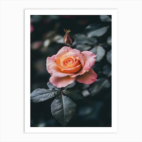 Pink Rose 28 Art Print