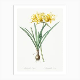 Golden Hurricane Lily, Pierre Joseph Redoute Art Print