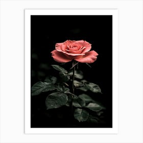 Pink Rose On Black Background 3 Art Print