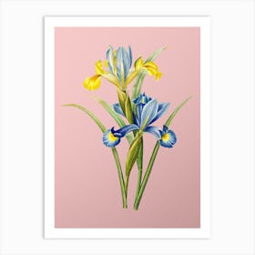 Vintage Spanish Iris Botanical on Soft Pink n.0708 Art Print