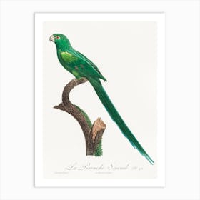 The Long Tailed Parakeet From Natural History Of Parrots, Francois Levaillant Art Print