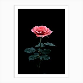 Pink Rose On Black Background 57 Art Print