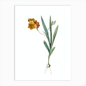 Vintage Ixia Miniata Botanical Illustration on Pure White n.0166 Art Print