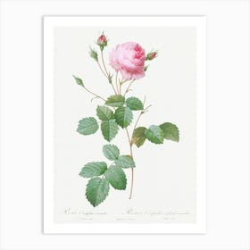 Crenate Leaved Cabbage Rose, Pierre Joseph Redoute Art Print