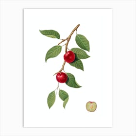 Vintage Cherry Plum Botanical Illustration on Pure White n.0019 Art Print