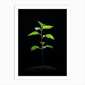 Tree Growing On A Black Background 2 Art Print