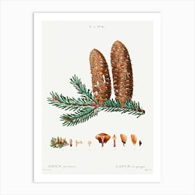 Silver Fir, Pierre Joseph Redoute Art Print