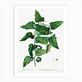 Smilax, Pierre Joseph Redoute 1 Art Print