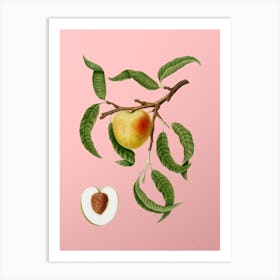 Vintage Peach Botanical on Soft Pink n.0050 Art Print